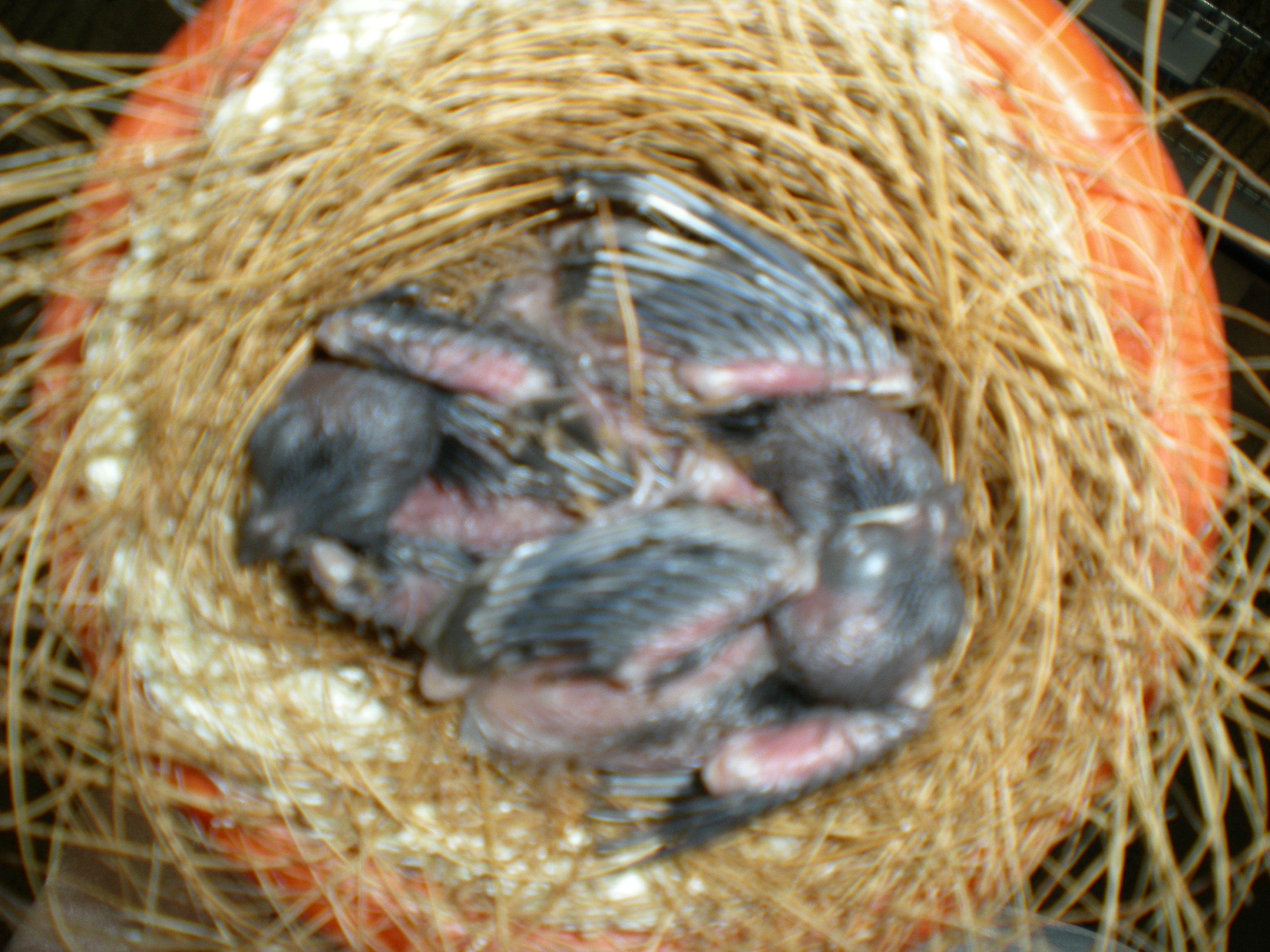 jonge vogels in het nest